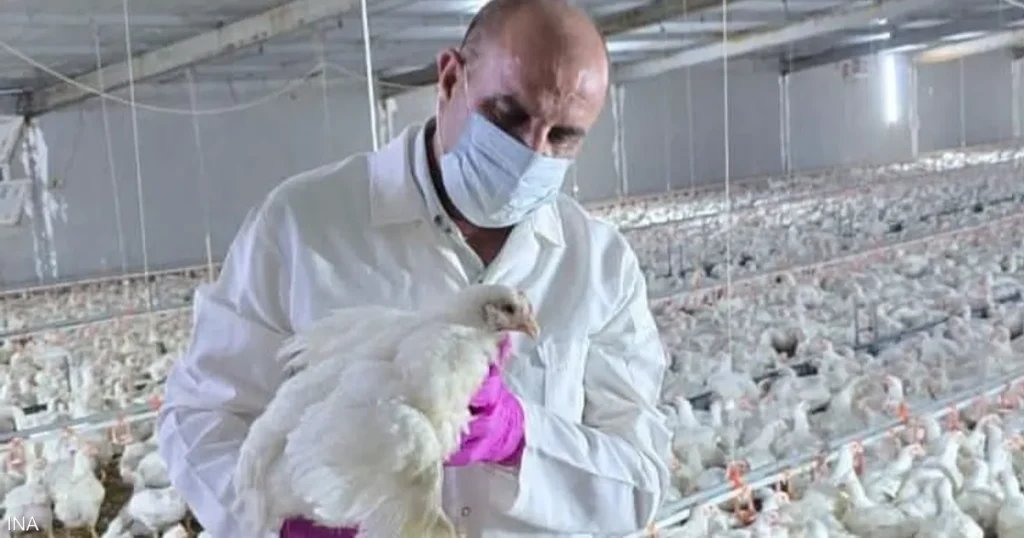 العراق يبلغ عن تفشي السلالة “إتش5إن1” من إنفلونزا الطيور