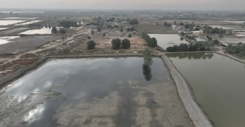 تجفيف أكثر من 1000 بحيرة للأسماك في العراق
