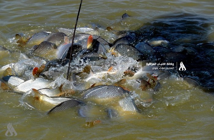 عمليات بغداد: تم ردم أكثر من 1300 بحيرة أسماك غير مرخصة خلال ثلاثة أشهر